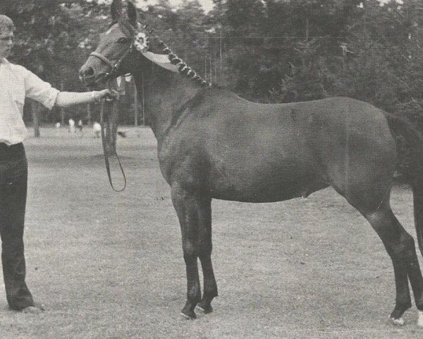Zuchtstute Lyndhurst Perfection (New-Forest-Pony, 1964, von Lyndhurst Springtime)
