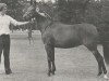 broodmare Lyndhurst Perfection (New Forest Pony, 1964, from Lyndhurst Springtime)