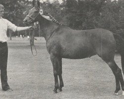 broodmare Lyndhurst Perfection (New Forest Pony, 1964, from Lyndhurst Springtime)