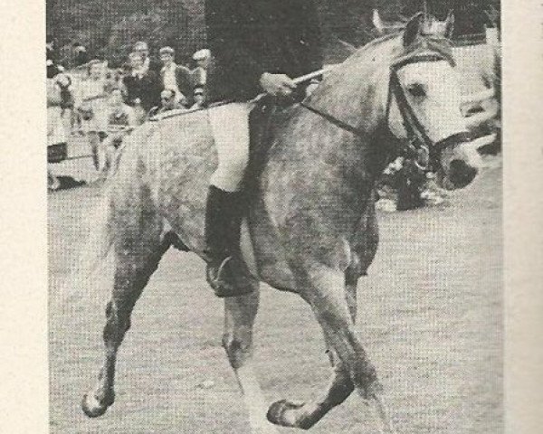 Deckhengst Offem Xanthos (New-Forest-Pony, 1966, von Prescott Julian)