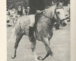 stallion Offem Xanthos (New Forest Pony, 1966, from Prescott Julian)