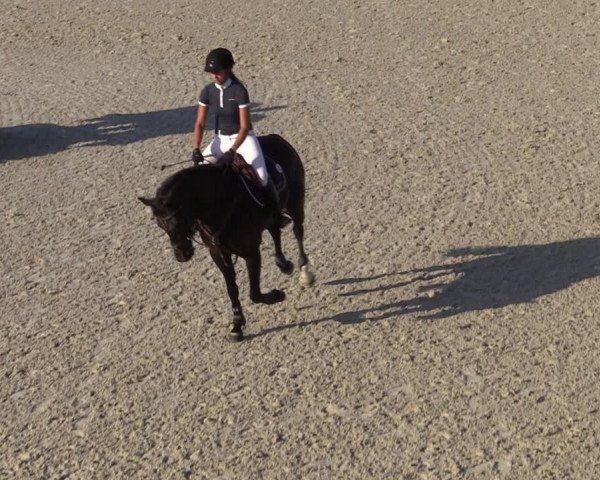 Gold +Cyclus Jonge Paarden in Lier (BEL) 2020