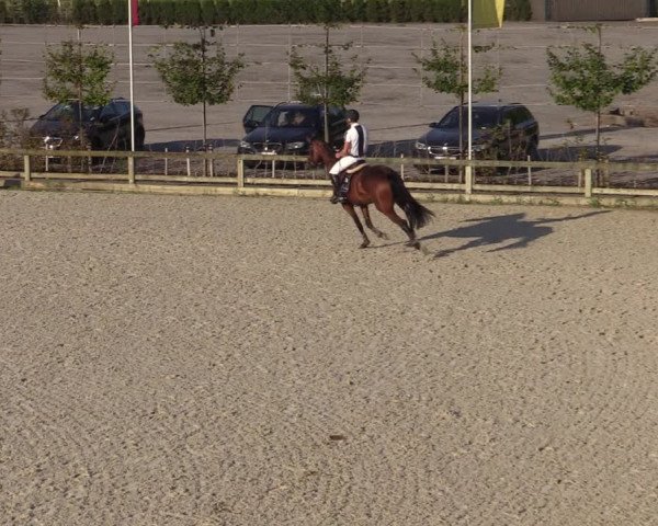 Gold +Cyclus Jonge Paarden in Lier (BEL) 2020