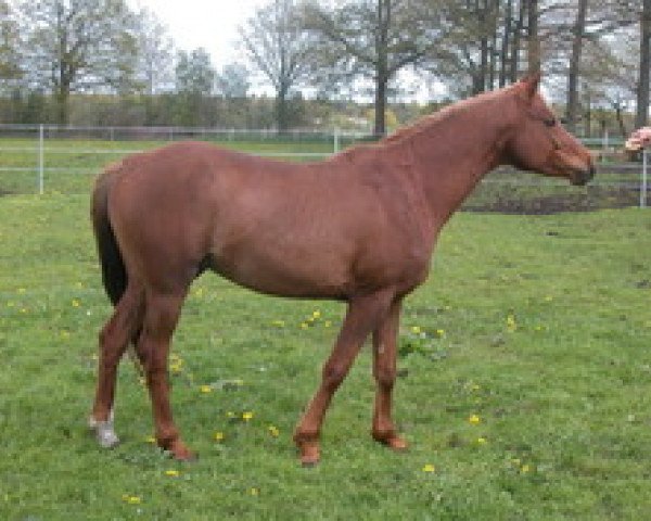 stallion Sadeek Ibn El Zahim ox (Arabian thoroughbred, 2006, from El Zahim 1986 ox)