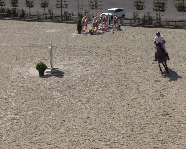Gold +Cyclus Jonge Paarden in Lier (BEL) 2020