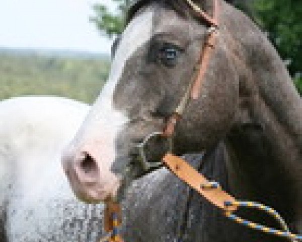 stallion OK Top Star (Appaloosa, 1999, from Really Rocking)