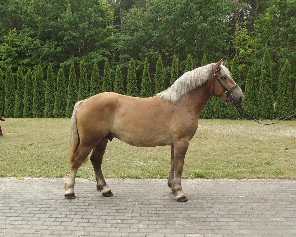 Pferd Dikas (Polnisches Kaltblut, 2012)