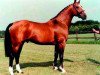 stallion Almé (Selle Français, 1966, from Ibrahim AN)
