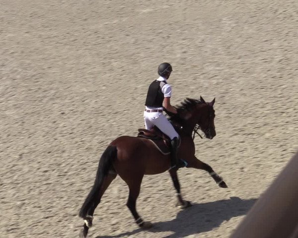 Gold +Cyclus Jonge Paarden in Lier (BEL) 2020