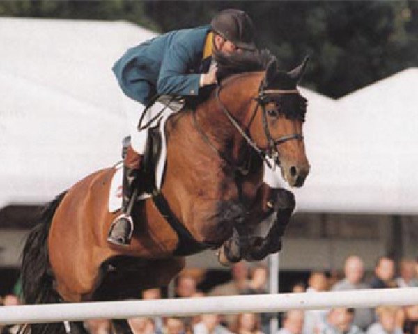 Deckhengst Highvalley (Koninklijk Warmbloed Paardenstamboek Nederland (KWPN), 1989, von Ahorn)