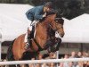 stallion Highvalley (KWPN (Royal Dutch Sporthorse), 1989, from Ahorn)