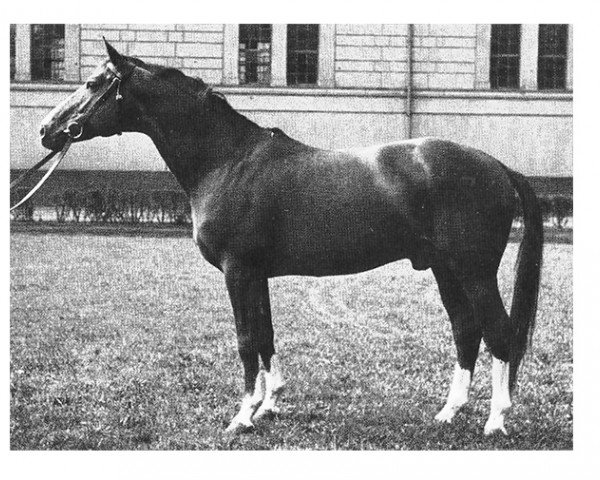 stallion Abglanz (Trakehner, 1943, from Termit)