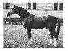 stallion Abglanz (Trakehner, 1943, from Termit)