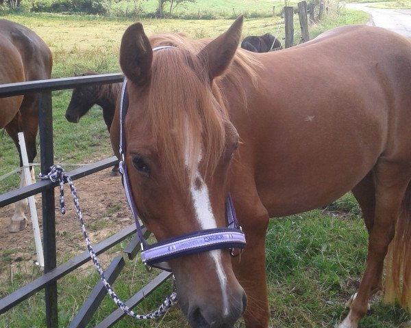 horse Petite Fleur E (German Riding Pony, 2005, from Petite Filou)