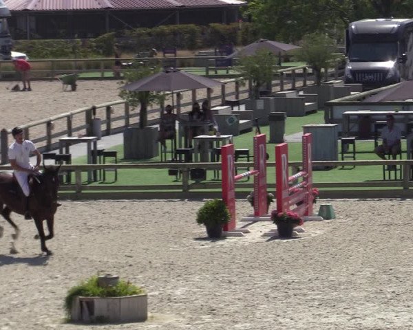 Gold +Cyclus Jonge Paarden in Lier (BEL) 2020