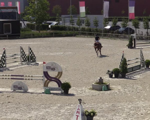 Gold +Cyclus Jonge Paarden in Lier (BEL) 2020