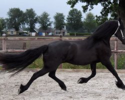 broodmare Jolein (Friese, 2011, from Gjalt 426)