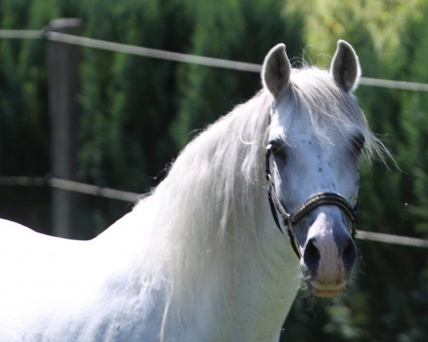 Pferd Topsi (Pura Raza Espanola (PRE), 2005)