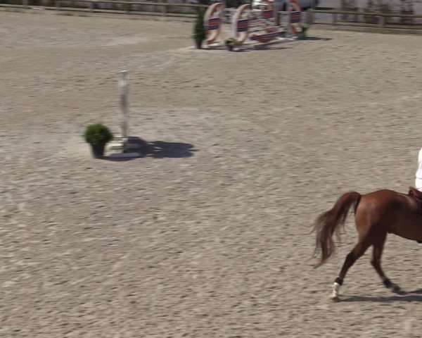 Gold +Cyclus Jonge Paarden in Lier (BEL) 2020