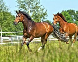 Springpferd Karavadzo (Litauer Warmblut, 2006)