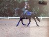 dressage horse Ricano (unknown, 1996)