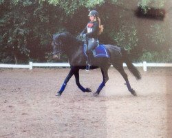 dressage horse Ricano (unknown, 1996)