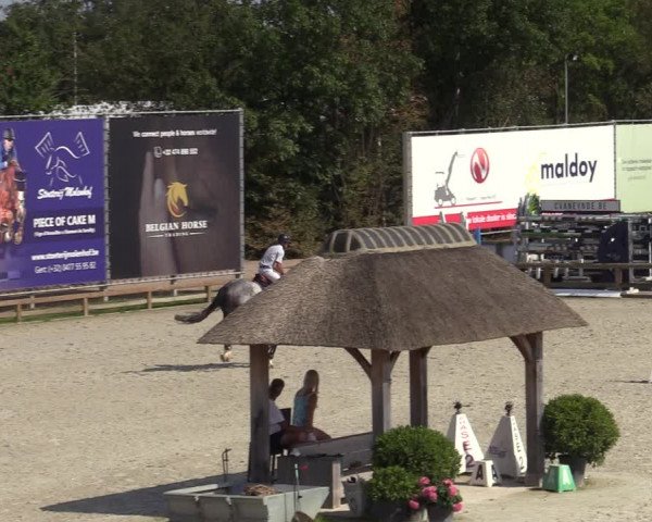 Gold +Cyclus Jonge Paarden in Lier (BEL) 2020