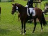 dressage horse Aragon L (Rhinelander, 2011, from Aaron)