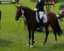 dressage horse Aragon L (Rhinelander, 2011, from Aaron)