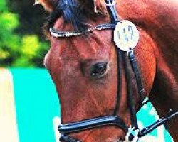 dressage horse Fips Fiorino MW (Württemberger, 2006, from Fornsbacher)