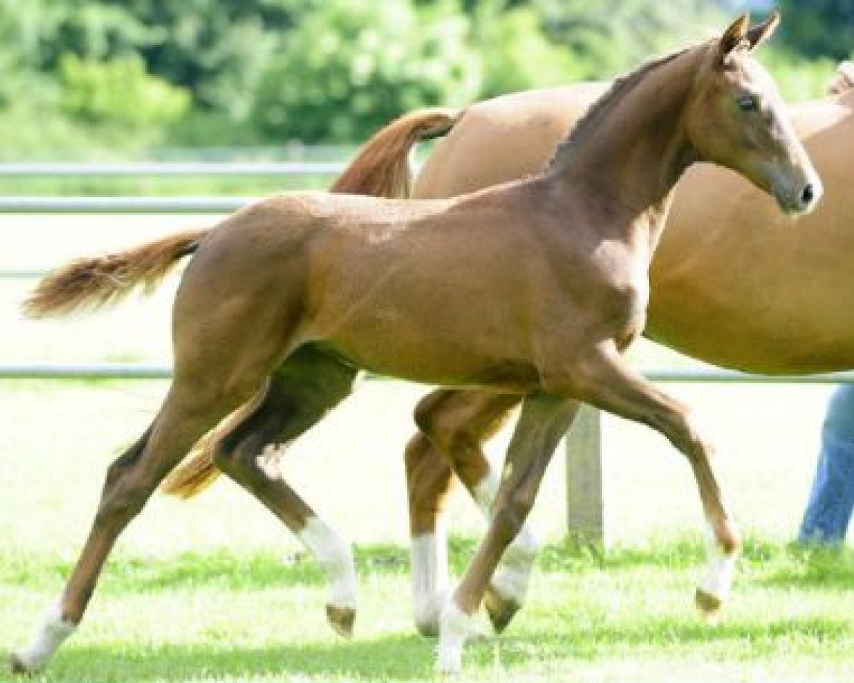 broodmare Felina (Hanoverian, 2015, from Fidertanz)