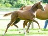 broodmare Felina (Hanoverian, 2015, from Fidertanz)