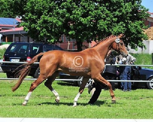 broodmare Rosalie (Hanoverian, 2008, from Rotspon)