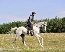 stallion SERENITY SHAHAM ox (Arabian thoroughbred, 2005, from AK Shah Munifeh ox)