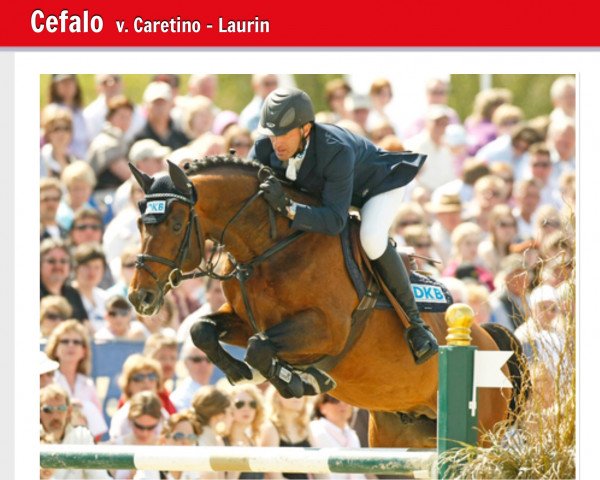 stallion Cefalo (Holsteiner, 1999, from Caretino)