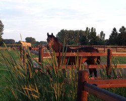 broodmare Wien (KWPN (Royal Dutch Sporthorse), 2003, from Paddox)