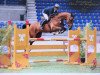 jumper Cayman 36 (Hanoverian, 2009, from Chacco-Blue)