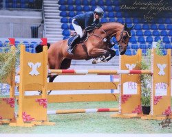 jumper Cayman 36 (Hanoverian, 2009, from Chacco-Blue)