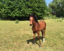 dressage horse Quel Cadeau (Hanoverian, 2015, from Quvée d'Or GT)