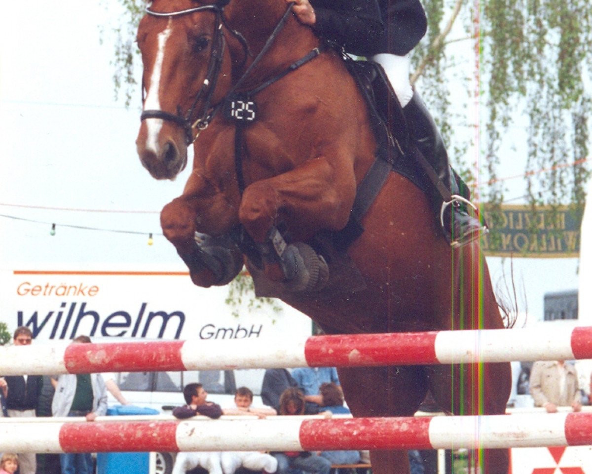 broodmare Deichgräfin (Holsteiner, 1989, from Constant)