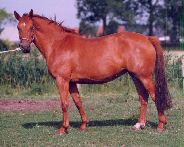 broodmare Homaga (Holsteiner, 1993, from Corofino I)