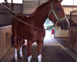 dressage horse His Happyness (Hanoverian, 2005, from His Highness)