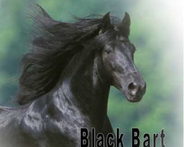 Dressurpferd Black Bart (Rocky Mountain Horse,  , von Choco Dock)