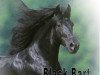 Dressurpferd Black Bart (Rocky Mountain Horse,  , von Choco Dock)