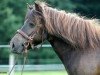 broodmare Stina von der Ostsee (German Riding Pony, 2008, from Cash of Baltic Sea)