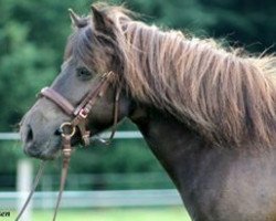 Zuchtstute Stina von der Ostsee (Deutsches Reitpony, 2008, von Cash of Baltic Sea)