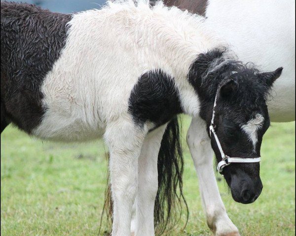 Zuchtstute Très Jolie vom Elsensee (Shetland Pony, 2015, von Wellenberg I-Punkt)