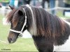 broodmare Tausendschön (Shetland Pony, 2013, from Schalenburgs Merlin)