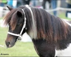 Zuchtstute Tausendschön (Shetland Pony, 2013, von Schalenburgs Merlin)