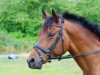 dressage horse Karouge (Trakehner, 2004, from Cadeau)